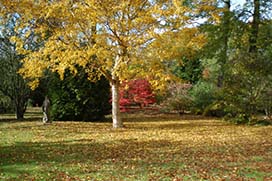 Autumn in Coolcarrigan Gardens