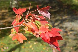 Autumn in Coolcarrigan Gardens