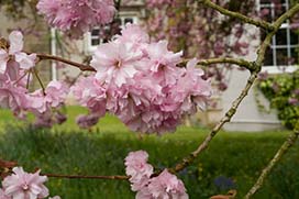 Spring in Coolcarrigan Gardens