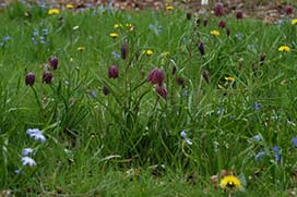 Spring in Coolcarrigan Gardens