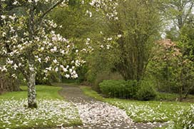 Spring in Coolcarrigan Gardens