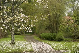 Spring in Coolcarrigan Gardens