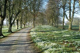 Spring in Coolcarrigan Gardens