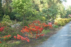 Summer in Coolcarrigan Gardens