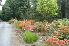 Summer in Coolcarrigan Gardens