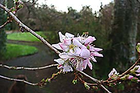 Winter in Coolcarrigan Gardens