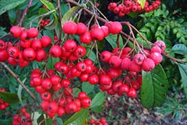 Winter in Coolcarrigan Gardens