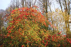 Winter in Coolcarrigan Gardens