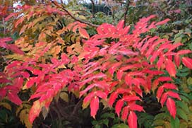 Winter in Coolcarrigan Gardens